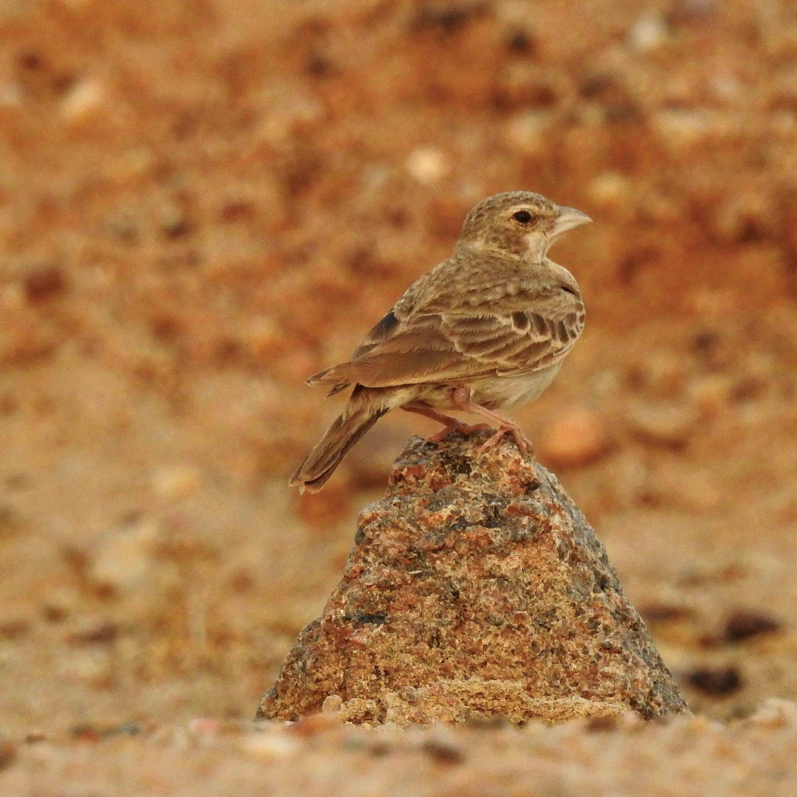 Sparrow-Lark